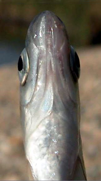 Alburnus alburnus_03.jpg